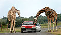 Giraffen, West Midland Safari & Leisure Park