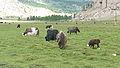 A herd of yaks on a plain in the park.