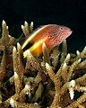 Image 35A hawkfish, safely perched on Acropora, surveys its surroundings (from Coral reef fish)