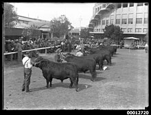 black-and-white photograph of a row of small black bulls, each held on a halter