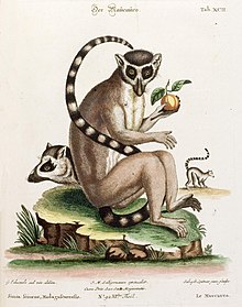 An old drawing of a ring-tailed lemur seated eating fruit, along with a profile view of the head and body
