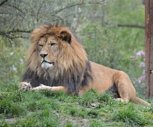 A lion, possibly of the subspecies Panthera leo leo