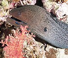 Giant moray with cleaner wrasse