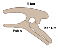 Ornithischia pelvis structure