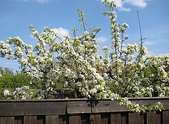 Pear blossoms in full bloom.