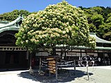 Sacred Photinia serrulata tree at Miyajidake Shrine in Fukutsu, Fukuoka, Japan