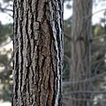 Monterey Pine bark