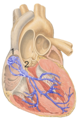 Heart; conduction system (SA node labeled 1)