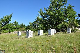 Beehives in Haute-Provence
