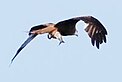 Adler mit gefangenem Fisch im EU-Vogelschutzgebiet Westlicher Düppeler Forst
