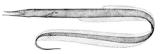 The sawtooth eel is so named because of the saw-like arrangement of its teeth.