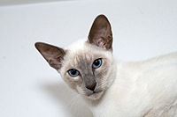 Lilac point Siamese cat