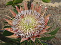 Protea cynaroides in Südafrika (November 2008)