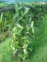 A vanilla planting in a "shader" (ombrière) on Réunion