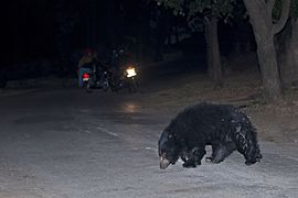 An Indian sloth bear walking on the road in Ratan Mahal Sloth Bear Sanctuary