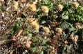 Eberwurz (Carlina vulgaris) Korbblütengewächse (Asteraceae) Fruchtstände im Herbst.