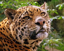 Jaguar at Edinburgh Zoo