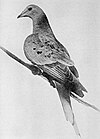 Martha, the last passenger pigeon