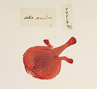 Painting of Halieutaea stellata by Kawahara Keiga, 1825