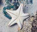 A sea star. Many echinoderms have fivefold radial symmetry.