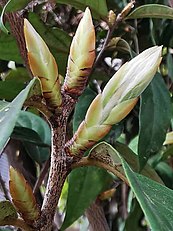 Diospyros eriantha bud