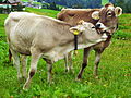 Image 41Cattle on a pasture in Austria (from Livestock)