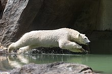 The polar bears at the zoo are ambassadors for their endangered relatives in the wild.