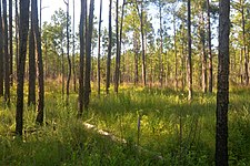 The same vicinity as previous image five months after the fire. Big Thicket National Preserve, Hickory Creek Savannah Unit, Tyler Co. Texas; 20 Aug 2020