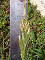Bermuda sedge (Carex bermudiana) flower