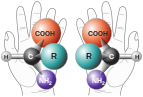 Die beiden Enantiomere einer Aminosäure. Die 20 proteinogenen Aminosäuren unterscheiden sich nur durch den Substituenten R (=‚Rest‘).