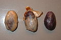 Graines du cacaoyer destinées à la reproduction