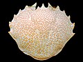 A convex oval-shaped piece of shell, covered with fine orange-pink markings: the front edge is lined with 13 coarse serrations, while the rear edge is smooth. (from Crustacean)