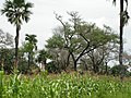 Image 12Maize grown under Faidherbia albida and Borassus akeassii near Banfora, Burkina Faso (from Agroforestry)