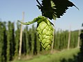 Image 5Hop cone grown in a hop field, Hallertau, Germany (from Brewing)
