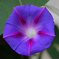 Blue and purple morning glory (Ipomoea purpurea)