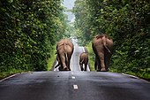 Wild elephants walking up a road in the area of Khao Yai National Park