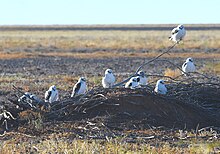 several Letter-winged kites on horizontal branches
