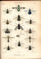 A plate from Histoire naturelle des insectes. Dipteres