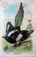 1908, Magpie, by John Henry Hintermeister. Published by Church and Dwight.