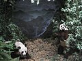 Diorama mit Großen Pandas