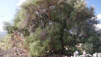 1000-jähriger Olivenbaum in Cullieri Sardinien