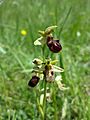 The flowers of the very endangered early spider-orchid imitate the female sand bee, and so entice the male bees to land and thus pollinate the plants[2]