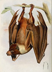 A brown bat with a white nape