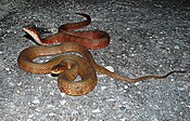 Two red Mangrove salt marsh snakes