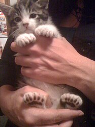Kitten with 23 toes