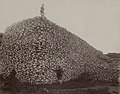 American bison skull heap. There were as few as 750 bison in 1890 from economic-driven overhunting.