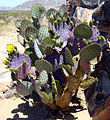 Opuntia basilaris, or Beavertail Cactus, is common in Landers