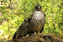Rufous-tailed Hawk (Q1262855)