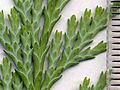 Image 22Cupressaceae: scale leaves of Lawson's cypress (Chamaecyparis lawsoniana); scale in mm (from Conifer)