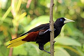 Crested oropendola on a branch